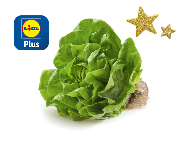 Kropsla met kluit