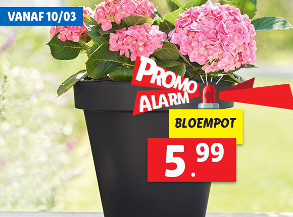 Tuin